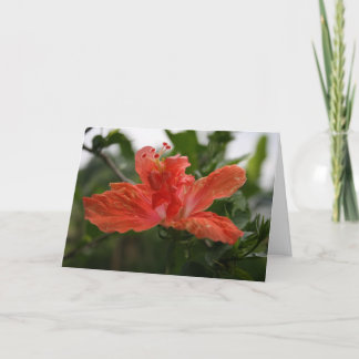Hibiscus Bedankkaart