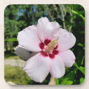 Hibiscus Bier Onderzetter