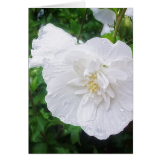 Hibiscus blanc 2 Grace