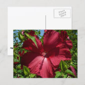 Hibiscus Bloem en Blue Sky Briefkaart (Voorkant / Achterkant)