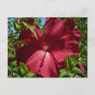 Hibiscus Bloem en Blue Sky Briefkaart