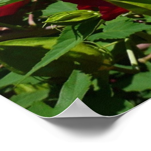 Hibiscus Bloem en Blue Sky Poster (Hoek)