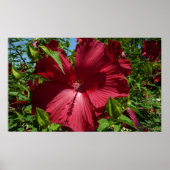Hibiscus Bloem en Blue Sky Poster (Voorkant)