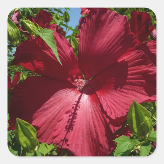 Hibiscus Bloem en Blue Sky Vierkante Sticker (Voorkant)