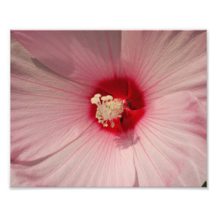 Hibiscus Bloem Foto Kodak Professional Print Afdruk