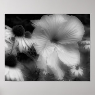 Hibiscus bloem hoog contrast zwart en wit poster