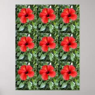Hibiscus bloemen poster