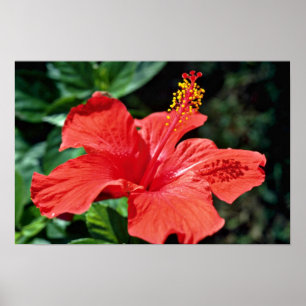 Hibiscus bloemen poster