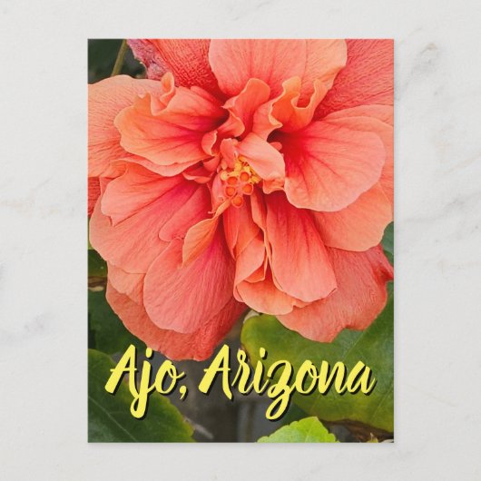 Hibiscus Bloom Double Pêche, Carte Postale d'Arizo (Devant)