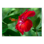 Hibiscus Blossom (Devant horizontal)
