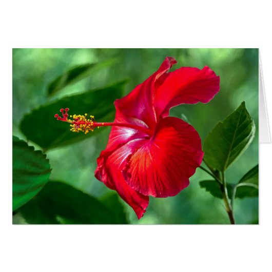 Hibiscus Blossom (Voorkant Horizontaal)