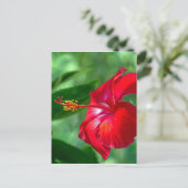 Hibiscus Blossom Briefkaart (Staand voorkant)