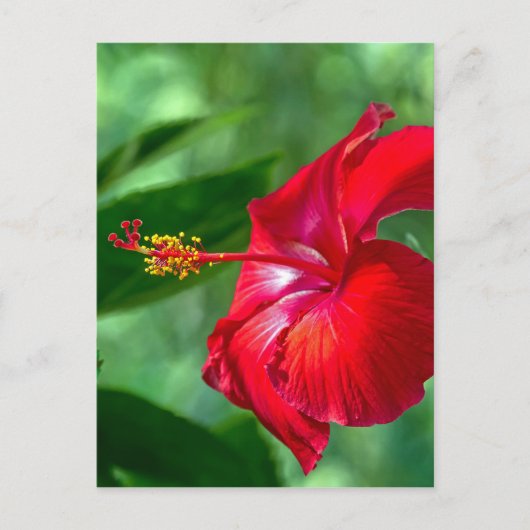 Hibiscus Blossom Briefkaart (Voorkant)