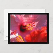 Hibiscus Blossom Briefkaart (Voorkant / Achterkant)