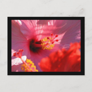 Hibiscus Blossom Briefkaart