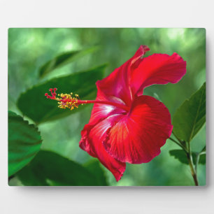 Hibiscus Blossom Fotoplaat