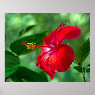 Hibiscus Blossom Poster