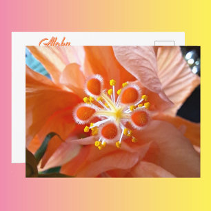 Hibiscus Botanische Bloem Close-up Fotografisch Briefkaart