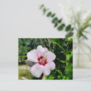 Hibiscus Briefkaart