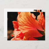 HIBISCUS BRIEFKAART (Voorkant / Achterkant)