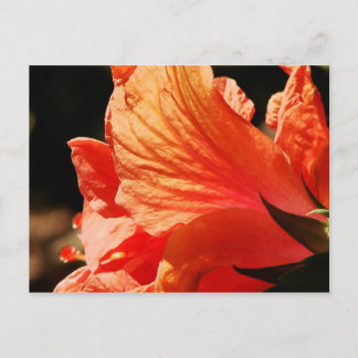 HIBISCUS BRIEFKAART