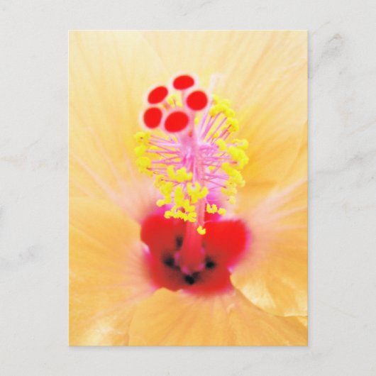 Hibiscus Briefkaart (Voorkant)