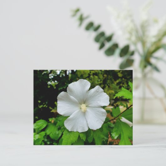 Hibiscus Briefkaart (Staand voorkant)
