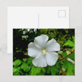 Hibiscus Briefkaart (Voorkant / Achterkant)