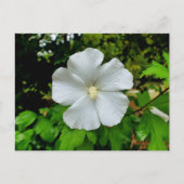 Hibiscus Briefkaart (Voorkant)