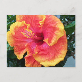 Hibiscus Briefkaart