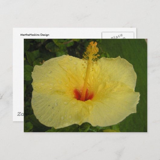 Hibiscus Briefkaart (Voorkant / Achterkant)