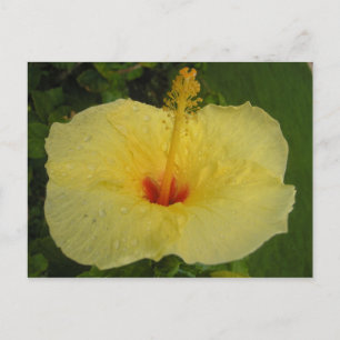 Hibiscus Briefkaart