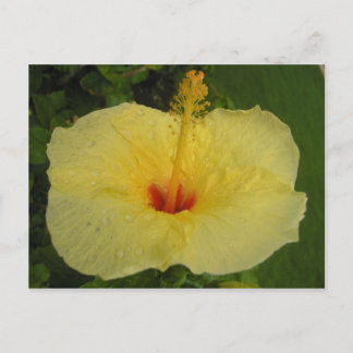 Hibiscus Briefkaart