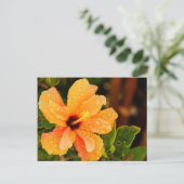Hibiscus Briefkaart (Staand voorkant)