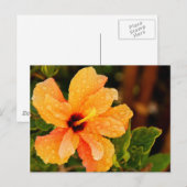 Hibiscus Briefkaart (Voorkant / Achterkant)
