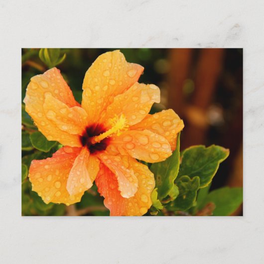 Hibiscus Briefkaart (Voorkant)