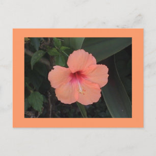Hibiscus Briefkaart