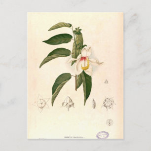 "Hibiscus campylosiphon", c. 1880 Briefkaart