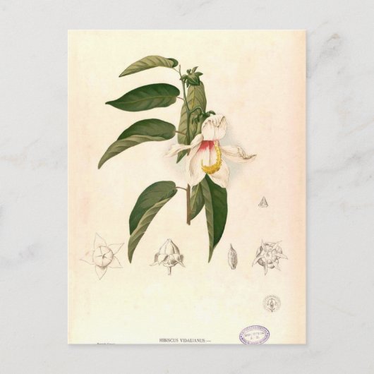 "Hibiscus campylosiphon", c. 1880 Briefkaart (Voorkant)