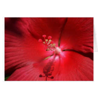 Hibiscus chaud rouge