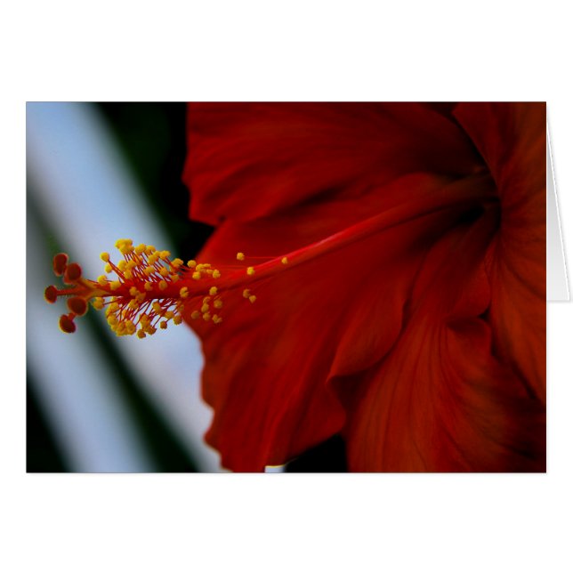 Hibiscus Delicious (Voorkant Horizontaal)