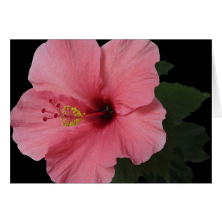 Hibiscus du corail