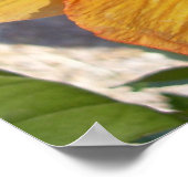 Hibiscus en floraison Impression encadrée (Coin)