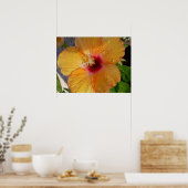 Hibiscus en floraison Impression encadrée (Cuisine)