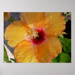 Hibiscus en floraison Impression encadrée