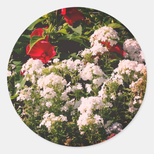 Hibiscus en Phlox Flowers Ronde Sticker (Voorkant)