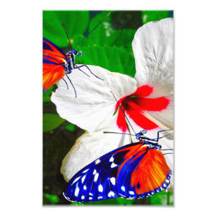 Hibiscus fleur avec Tiger Longwing Poster brillant