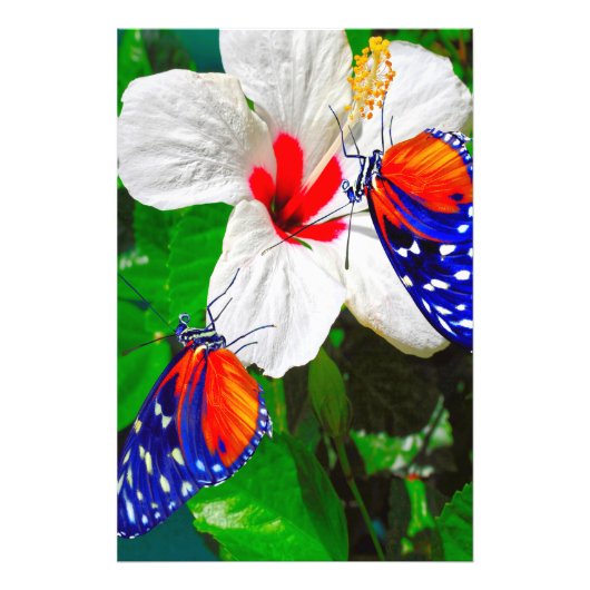 Hibiscus fleur avec Tiger Longwing Poster brillant (Devant)