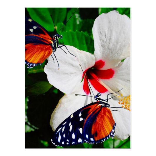 Hibiscus fleur avec Tiger Longwing Poster brillant (Devant)