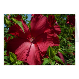Hibiscus Flower and Blue Sky